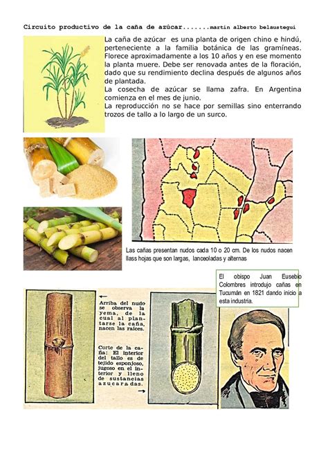 Circuito Productivo Caña De Azúcar: Etapas Y Proceso | En Pocas Palabras