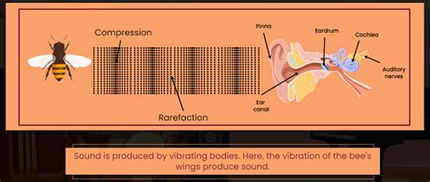 We hear bees producing buzzing sounds. How do they produce sound ...