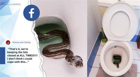 Family finds python inside home toilet; worst nightmare comes true, say netizens | Trending News ...