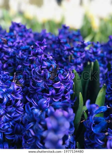 Blue Tulip Taken Keukenhof Tulip Gardens Stock Photo 1977134480 ...