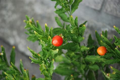Free photo: Tomato, Tiny Tomatoes, Vegetable - Free Image on Pixabay - 74815
