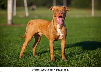 3,604 Pit bull terrier training Images, Stock Photos & Vectors | Shutterstock