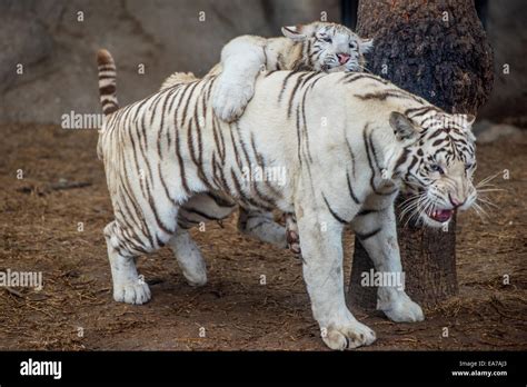 Inbreeding High Resolution Stock Photography and Images - Alamy