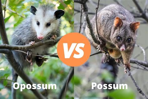 Opossum Vs Possum | The Ultimate Guide | Assorted Animals