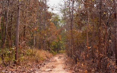 Forests in Pakistan: Location, Covered Area & More | Zameen Blog