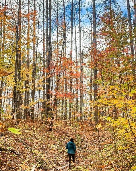 The Algonquin Park Fall Colours Are An Autumn Dream (& How To View Them ...