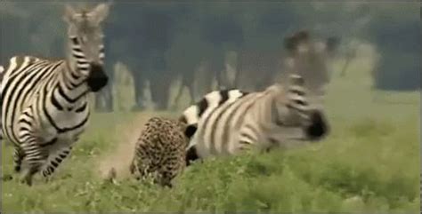 Zebra Running GIF - Animals in Motion