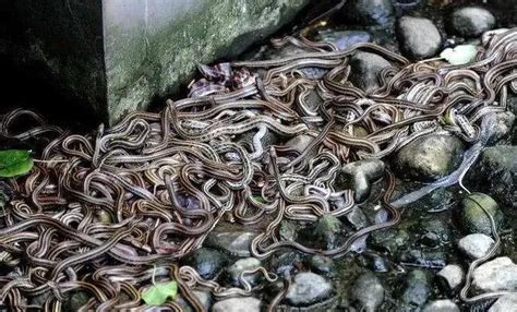 Hell on Earth!There are 5 snakes per square meter on Snake Island in Brazil. A family of five ...