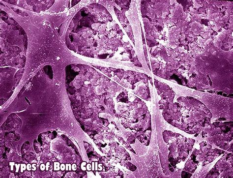 Bone Cell Structure And Function