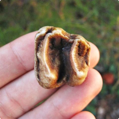 Items similar to Tapir Tooth Fossil - Extinct North American Tapirus ...