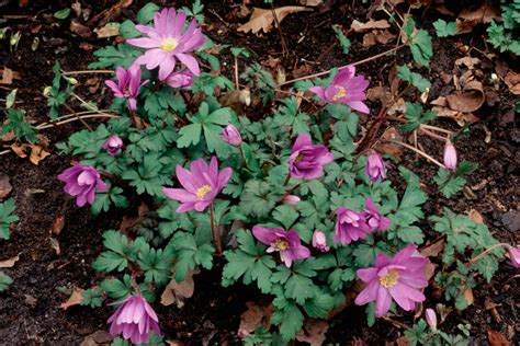 Anemone blanda - BBC Gardeners World Magazine