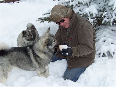 Norwegian Elkhound Info, Temperament, Puppies, Pictures