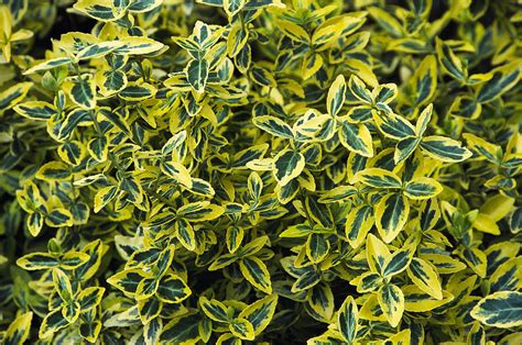 Euonymus Fortunei 'emerald N' Gold' Photograph by Archie Young