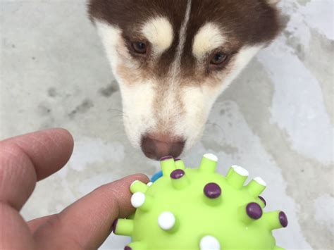 Photos: Dogs rescued from South Korean dog meat farm arrive in NJ in ...