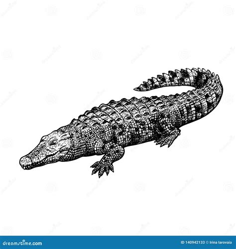 Hand Drawn Crocodile. Black-white Figure. Vintage Vector Sketch Stock Vector - Illustration of ...