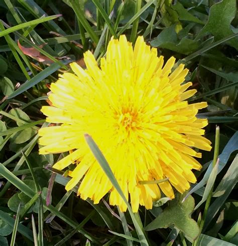 Dandelions, Plantains and Wild Onions – Spring Weeds Have Emerged | Truesdale Landscaping