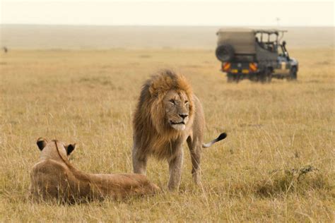 Lion safari likely to open soon in NCR | Times of India Travel