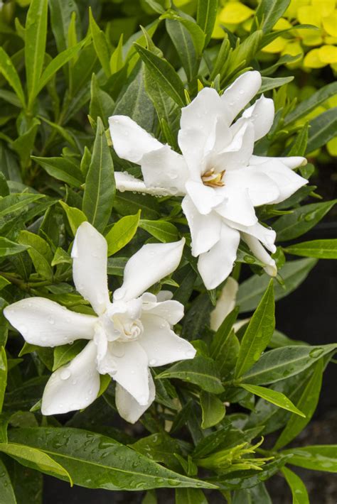 Gardenia jasminoides ‘Frostproof’ | Kiefer Nursery: Trees, Shrubs, Perennials