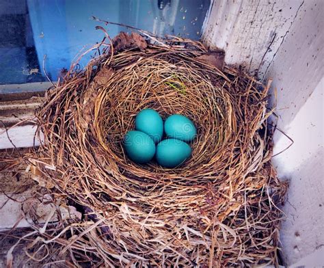 American Robin Eggs stock photo. Image of spots, wildlife - 22933510