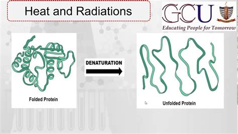 Biochemistry Lecture-8 || Denaturation of proteins by Acids, Bases, pH, Heat, Radiations ...