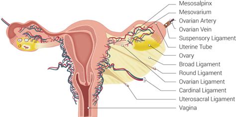 Anatomy, Abdomen and Pelvis: Cardinal Ligaments (Mackenrodts, Transverse Cervical, or Lateral ...