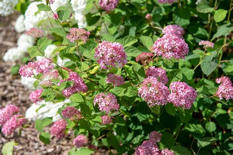 How to Grow & Care for Smooth Hydrangea