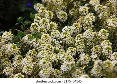 1,663 Yellow Alyssum Stock Photos, Images & Photography | Shutterstock