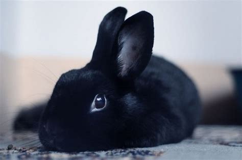 Large black rabbit | Cute baby bunnies, Black bunny, Bunny