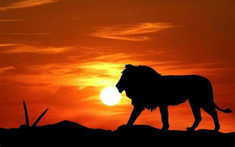 Lion Sunset Silhouette Free Stock Photo - Public Domain Pictures | Lion silhouette, Sunset ...