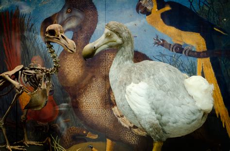 Who shot the Dodo?. Written by Scott Billings, Oxford… | by Oxford University | Oxford ...