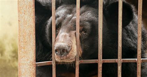 Bringing an End to Bear-Bile Farming in Vietnam | Animal Welfare Institute