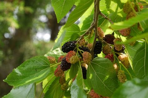 Morus rubra (Red Mulberry) | North Carolina Extension Gardener Plant ...