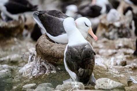 Courtship Behavior of Blue-eyed Cormorants or Blue-eyed Shags on New Island, Falkland Islands ...