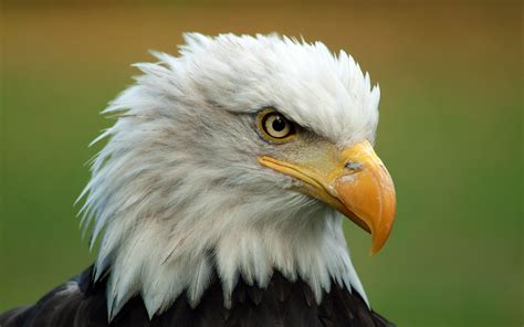 2560x1600px » Free Bald Eagle Wallpapers