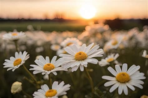 Premium Photo | Sunset daisy field White blooms against setting sun ...