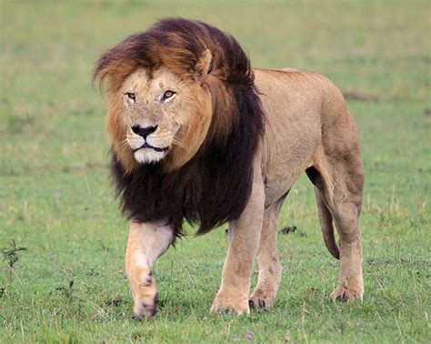 6202 Lion, Masai Mara, Kenya - now known to be Notch, formerly of the Marsh Pride | Lions photos ...