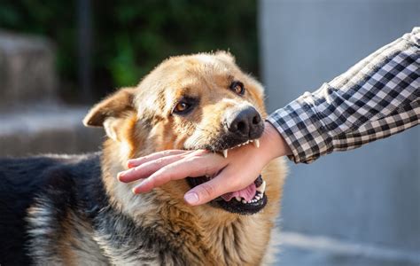 Paris 犬殺し文化