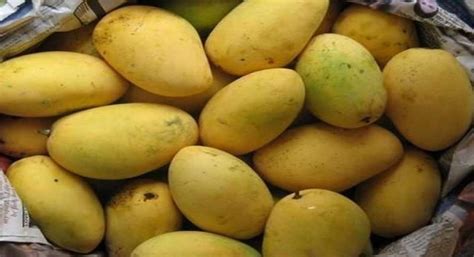 Pakistan Mangoes - International Food & Agriculture Exhibition