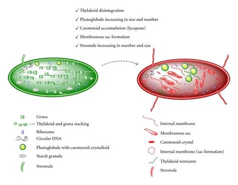 Schematic representation of the main structural changes occurring... | Figure 1 of 3