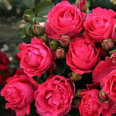 All About Kordes Roses and Their Best Flowers | Gardener’s Path