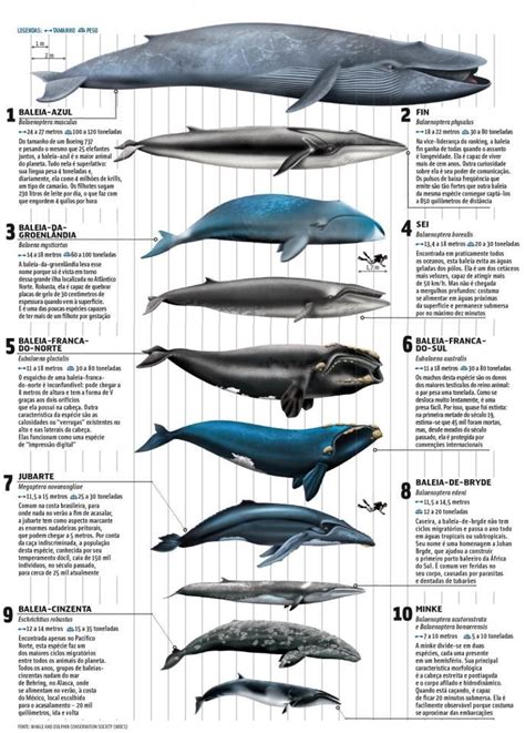 Pin by hanimal on Cetaceos | Marine animals, Whale, Ocean creatures