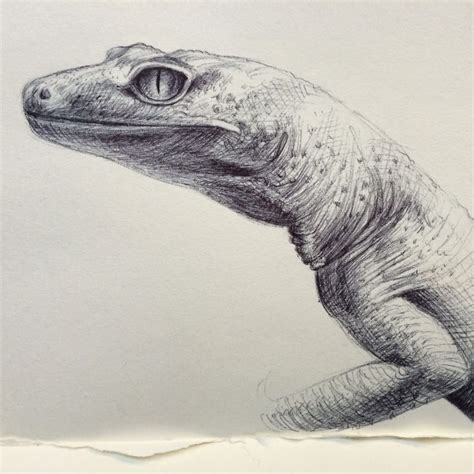 Gecko sketch, ballpoint angelagramart.com | Drawings, Sketches, Pencil drawings