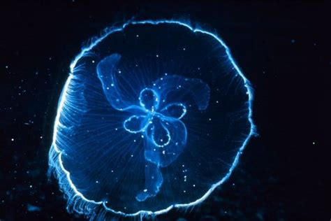 Moon jellyfish - CreationWiki, the encyclopedia of creation science