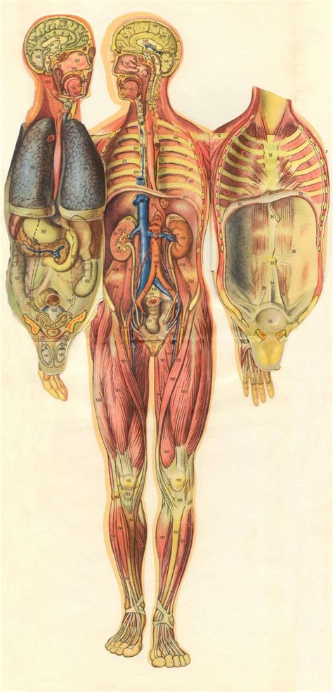 Pin by victoria l outerbridge on Scientific illustration | Medical ...