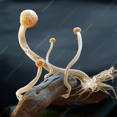 Ergot fungus, SEM - Stock Image - B250/1231 - Science Photo Library