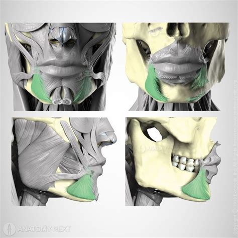 Depressor anguli oris | Encyclopedia | Facial anatomy, Anatomy for ...