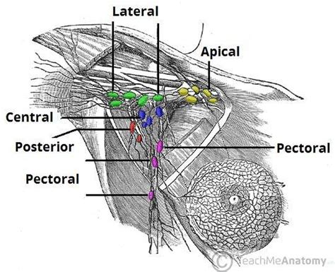 Pictures Of Axillary Lymph Nodes