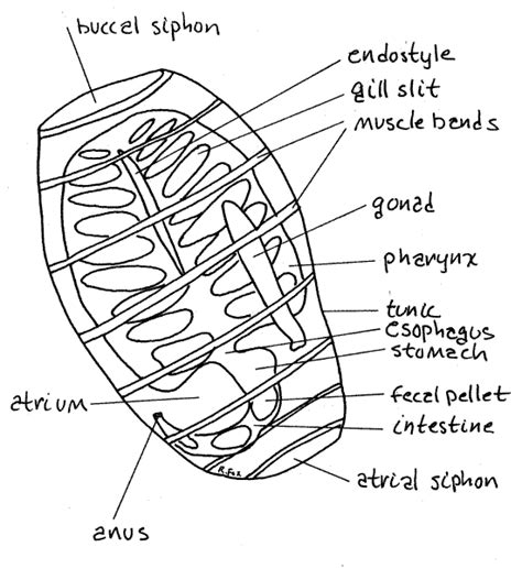 Urochordata Anatomy