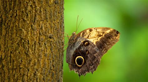 Visit Butterfly Pavilion in North Central Westminster | Expedia