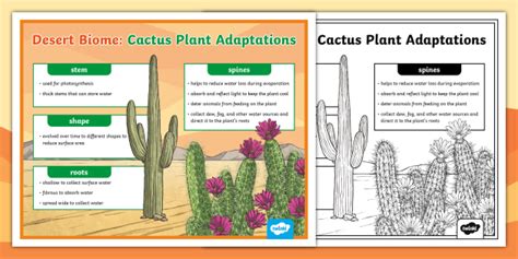 Desert Biome: Cactus Plant Adaptations Poster (teacher made)